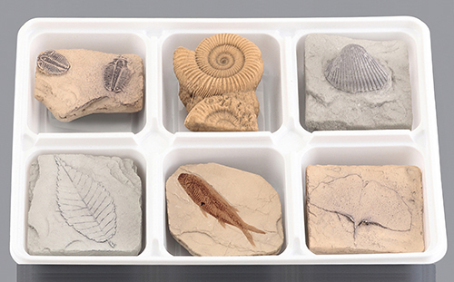 교과서화석 6종세트