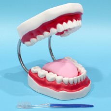 치아모형(교육용-대)
